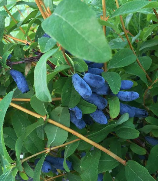 Lonicera caerulea 'Honeybee'®